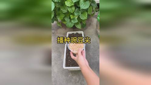又到了种豌豆尖的时候了