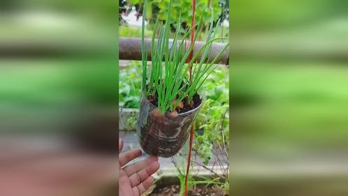 又学会一个种菜小技巧