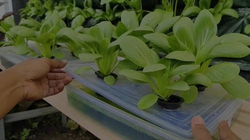 教你如何水培青菜,方法简单实用,阳台小院均可种植