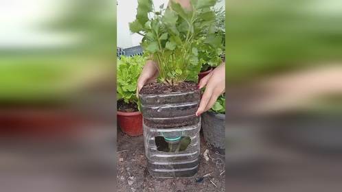 在阳台小院种芹菜,简简单单的