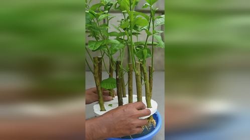 教你水培柠檬树枝生根小技巧