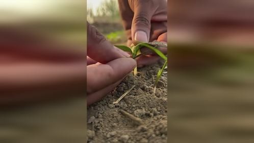 如何嫁接幼苗,简单几步教会你