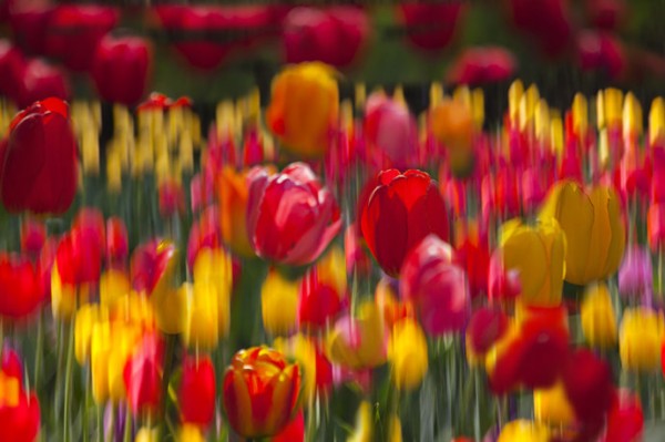 ===花半开最美,情留白最浓===