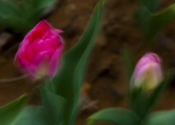 ===花半开最美,情留白最浓===