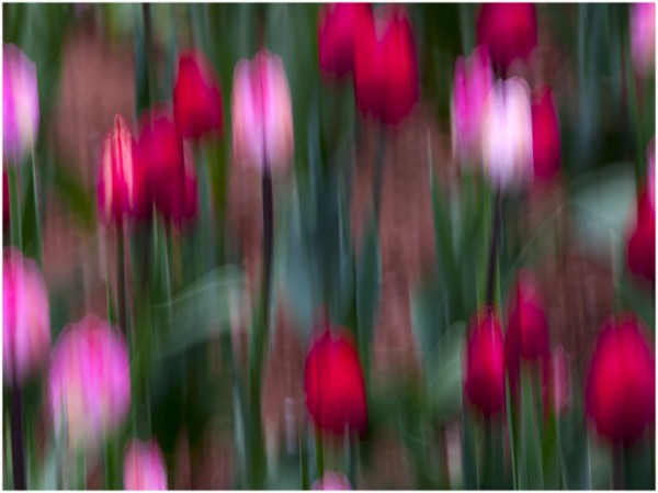 ===花半开最美,情留白最浓===