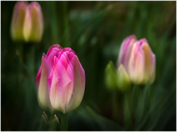 ===花半开最美,情留白最浓===