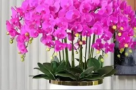 推荐60款“年宵花”,30种花卉,30款绿植,选几盆养,让年味更足图片