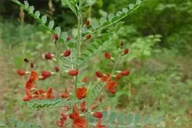 身边常见的100种植物,花草49种树木51种,有图片有简介,易记住图片