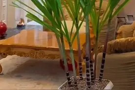 盘点家里奇葩绿植,甘蔗、玉米、姜山,网友:是懂生活的人!图片