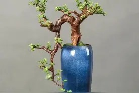 别再瞎养绿植了!这 10 种,好养又有好寓意,旺人、旺宅、旺心情图片