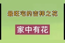 10种最旺宅的绿植花卉视频封面