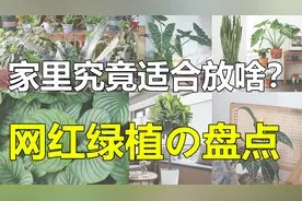 人类高质量绿植盘点!营造家居氛围感!视频封面