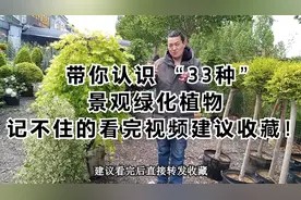 带你认识 “33种”景观绿化植物,记不住的看完视频建议收藏!视频封面
