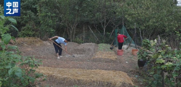 △肖瑞彬匡菊香夫妇在菜地劳作