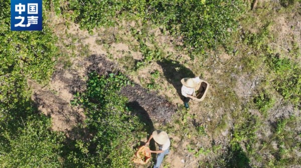 △肖瑞彬、匡菊香夫妇在摘油茶籽