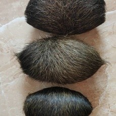 云浮猪宝现在收购价格