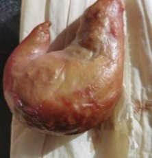 阿拉善盟狗宝收购参考价格