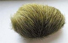 广东牛宝正规收购