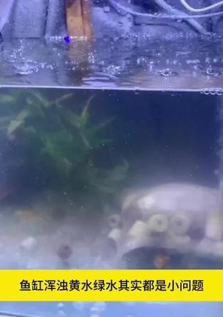三种方法帮你清洁鱼缸底部,保障鱼缸水质的妙招(让你轻松应对鱼缸底部脏东西,保持水质清洁)