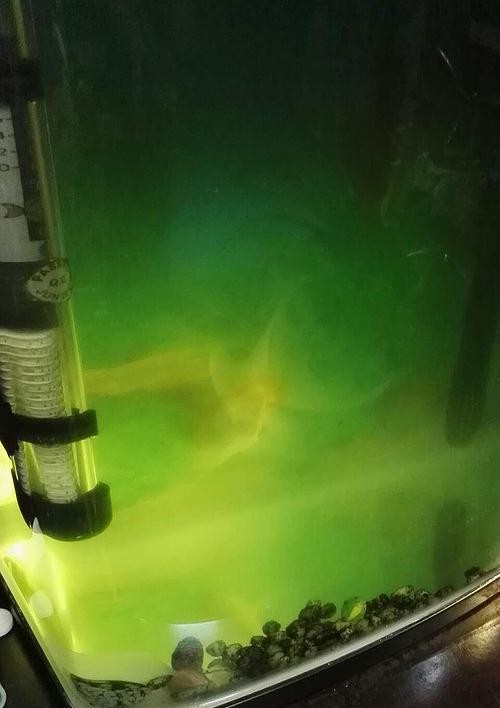 三种方法帮你清洁鱼缸底部,保障鱼缸水质的妙招(让你轻松应对鱼缸底部脏东西,保持水质清洁)