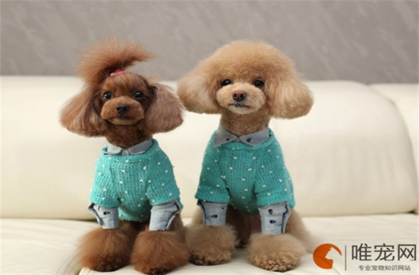 泰迪的正确喂养方法 毛发如何护理