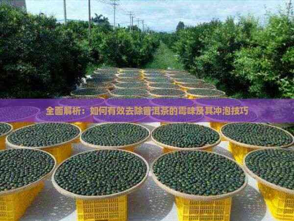 全面解析:如何有效去除普洱茶的霉味及其冲泡技巧