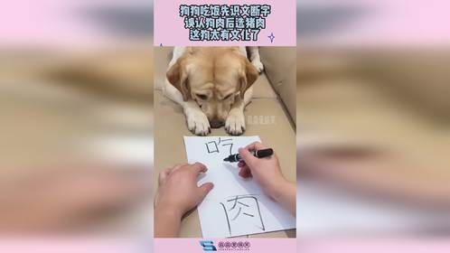 狗狗吃饭先识文断字，误认狗肉后选猪肉，这狗太有文化了！