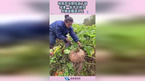 收南瓜没抓住滚下坡，结果一发不可收拾，大姐追都追不上！