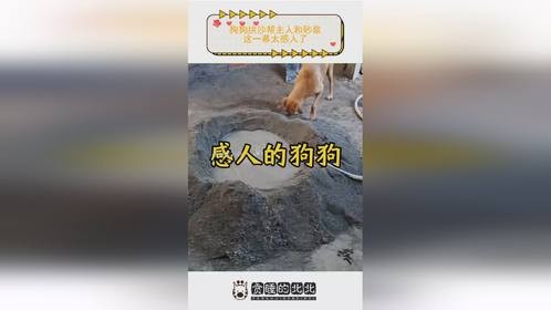 狗狗拱沙帮主人和砂浆，这一幕太感人了