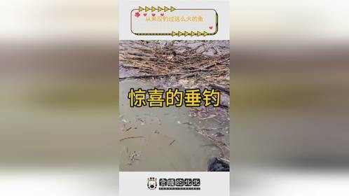 从来没钓过这么大的鱼。