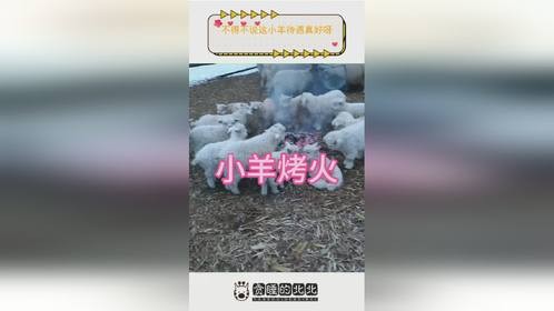 不得不说这小羊待遇真好呀