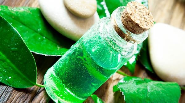 跳蚤怕花露水还是风油精