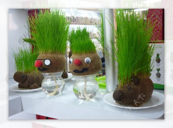 室内绿色盆景图片