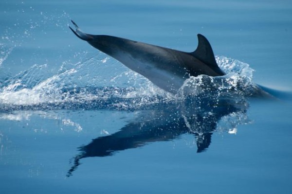 Diving Dolphin