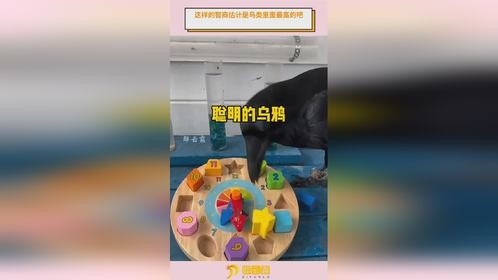 这样的智商估计是鸟类里面最高的吧