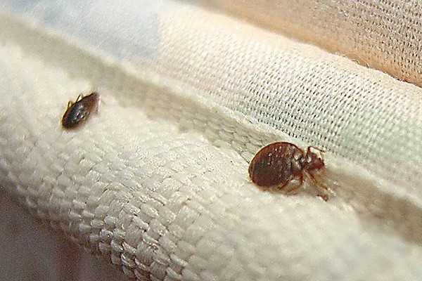 臭虫喜欢藏身哪些角落？消灭它们只需这几招！