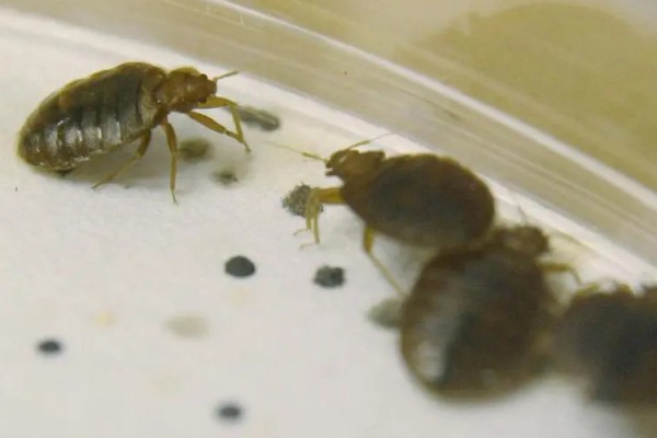 臭虫喜欢藏身哪些角落?消灭它们只需这几招!