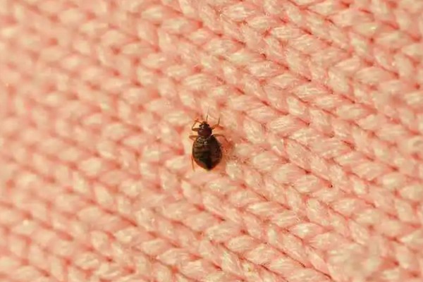 臭虫喜欢藏身哪些角落?消灭它们只需这几招!