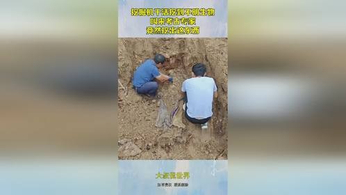 挖掘机干活挖到不明生物，叫来考古专家，竟然挖出这东西！
