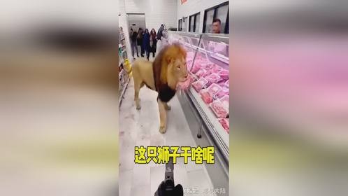 这只狮子在干啥呢