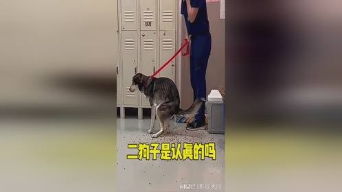 二狗子到底是不是认真的