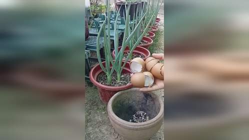 小葱要想长得好，这几步不能少