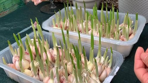 这样盆栽蒜苗，长得又快又好