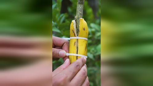 简单几步教会你高压繁殖