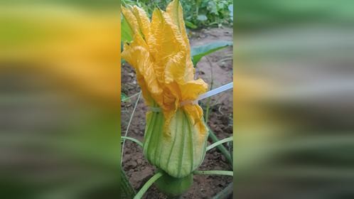 简单几步教会你人工授粉