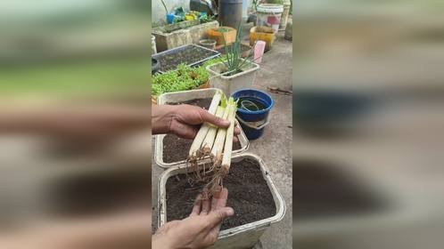 吃不完的大葱不要扔，适当修剪还能继续种