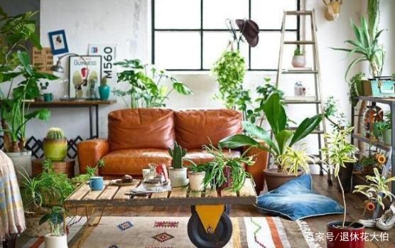 新手养花必备小常识，熟知植物3点生长规律，养一盆旺一盆