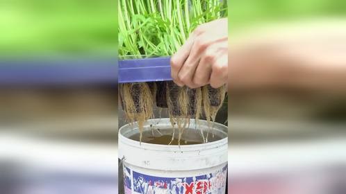 用饮料杯也能种空心菜