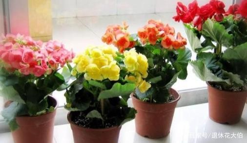 新手养花必备小常识，熟知植物3点生长规律，养一盆旺一盆