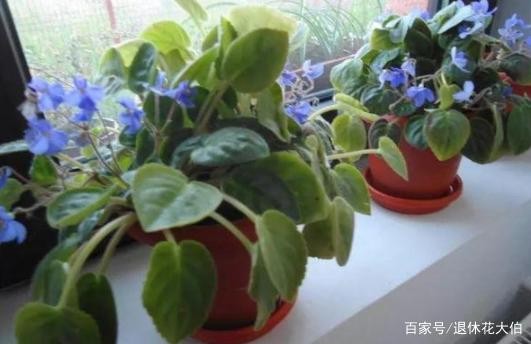 新手养花必备小常识，熟知植物3点生长规律，养一盆旺一盆